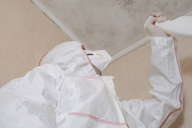Best Commercial Mold Remediation in Rocky River, OH