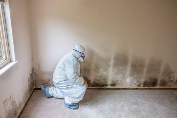 Best Residential Mold Remediation in Rocky River, OH