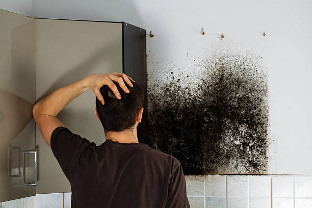 Trusted Rocky River, OH Mold Remediation Experts