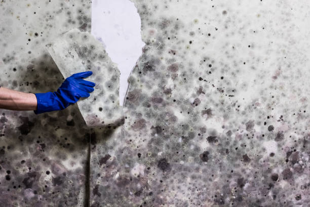 Best Black Mold Remediation in Rocky River, OH